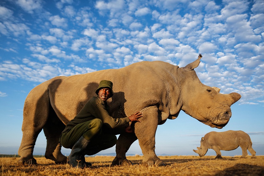 фотография носорога